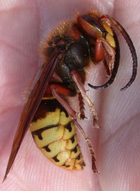 European Hornet